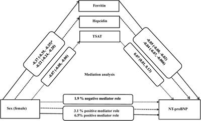 Sex and N-terminal pro B-type natriuretic peptide: The potential mediating role of iron biomarkers